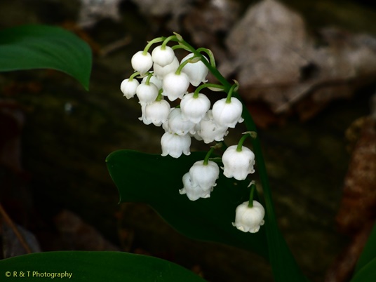 {Convallaria majalis}